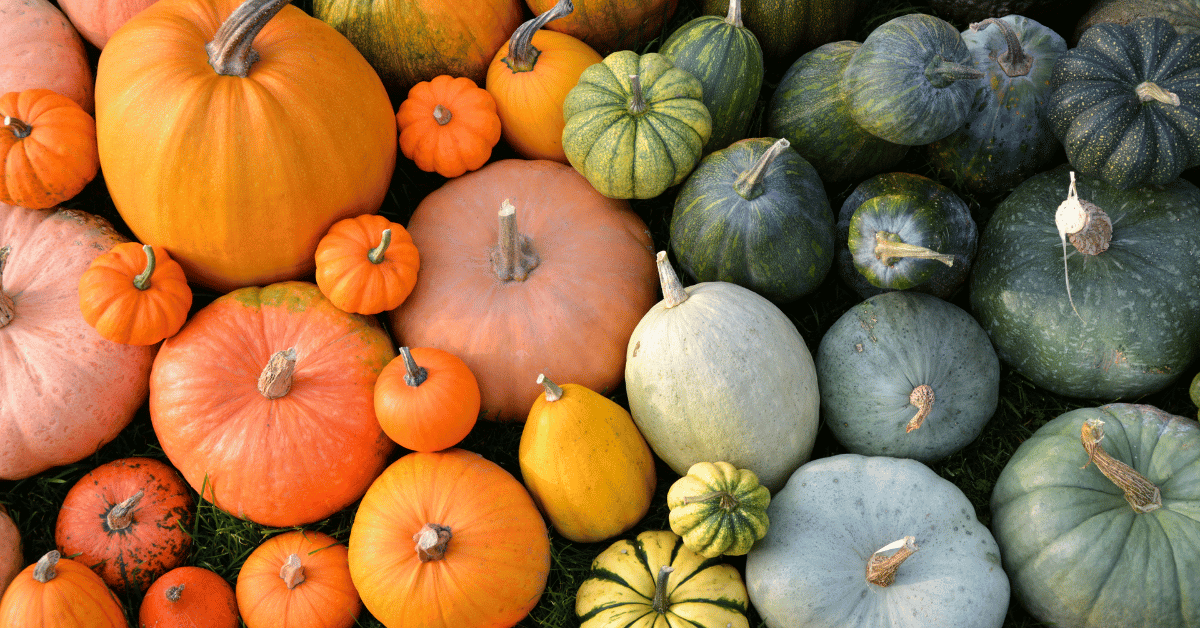Pumpkin Science States of Matter