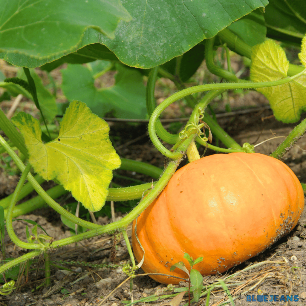 Growing pumpkins in our class garden.